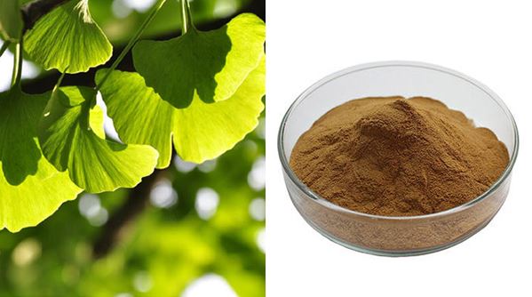 Ginkgo leaf extract powder.jpg